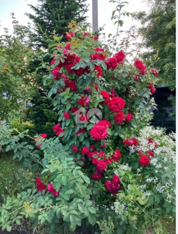 Купить дачу в Новосибирске. Вариант № 9731130, 22, площадь -  квм, цена 3100000 рублей