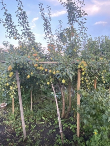 Купить дом в Алтайском крае. Вариант № 9878450, 4, площадь -  квм, цена 9900000 рублей