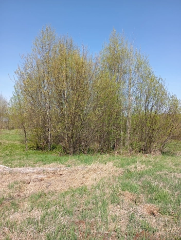 Купить земельный участок в Республике Коми. Вариант № 46055, 5, площадь -  квм, цена 240000 рублей