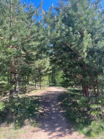 Купить земельный участок в Республике Карелия. Вариант № 23389, 6, площадь -  квм, цена 5407400 рублей