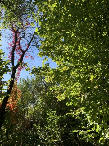 Купить земельный участок в Калуге. Вариант № 5418900, 4, площадь -  квм, цена 1100000 рублей