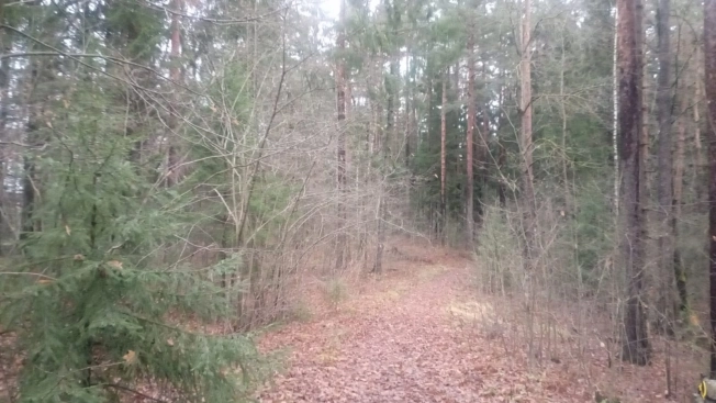 Купить земельный участок на улице Гоголя в Всеволожске. Вариант № 17441, 23, площадь -  квм, цена 81000000 рублей