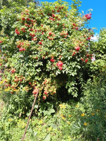 Купить дачу в Московской области. Вариант № 6628693, 6, площадь -  квм, цена 400000 рублей