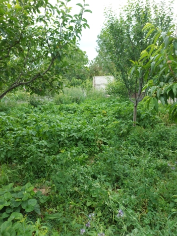 Купить дом на улице 1 Мая в Керчи. Вариант № 910200, 32, площадь -  квм, цена 20000000 рублей