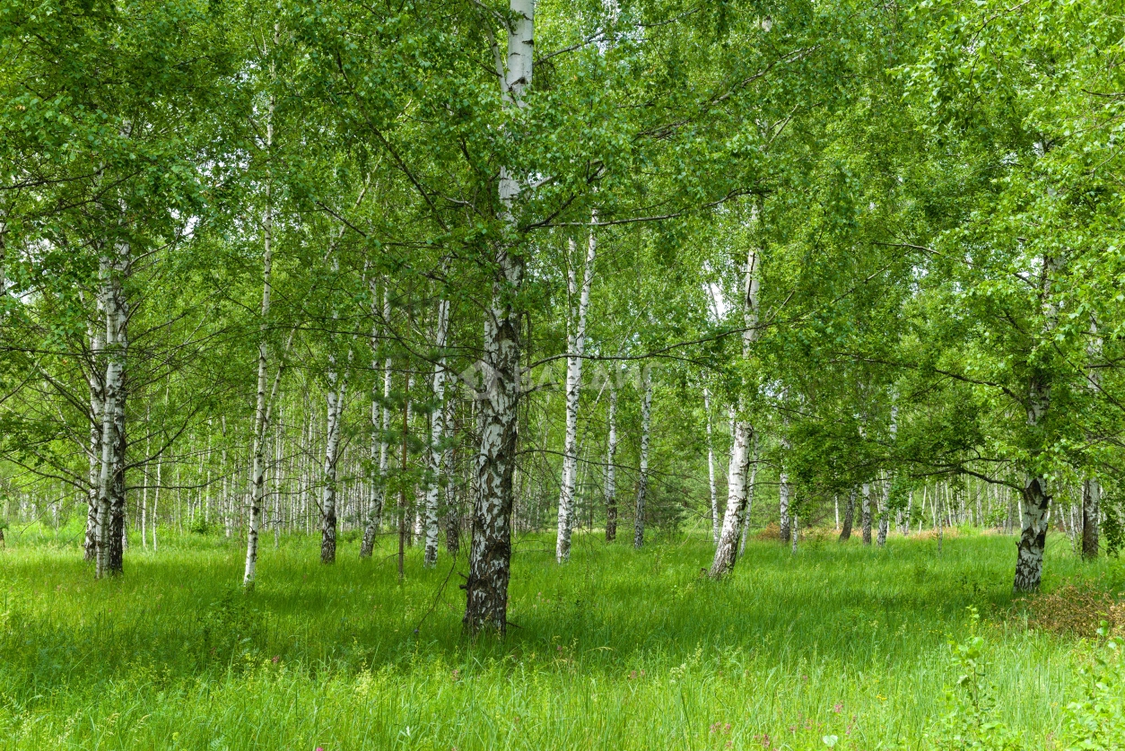 Photo https://36000382-a1c2-4a8a-a109-3fc3bfc73cf7.selcdn.net/App/Entity/ObjectRealty/ObjectRealty/GH/1253bc47-2eb7-4ae4-8421-1613db811373/xeki88IRHdVrZ2fOrUkSV7quvTglsa4rBR5vW93o.jpg.compressed.webp