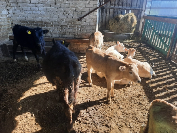 Купить коммерческую недвижимость в Судогде. Вариант № 2228, 22, площадь -  квм, цена 17948000 рублей