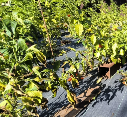 Купить дом на улице Мичурина в Керчи. Вариант № 7177077, 26, площадь -  квм, цена 10300000 рублей