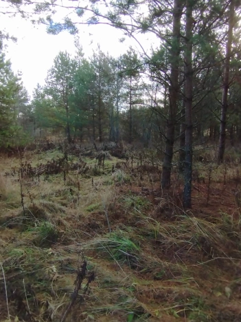 Купить земельный участок в Раменском. Вариант № 9621138, 2, площадь -  квм, цена 1250000 рублей