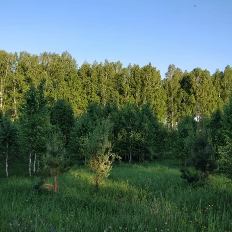 Купить земельный участок в Новосибирске. Вариант № 1241624, 4, площадь -  квм, цена 520000 рублей