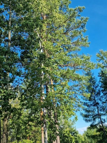 Купить дачу в Иркутской области. Вариант № 6825790, 13, площадь -  квм, цена 4200000 рублей