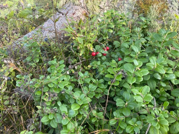 Купить дом в Санкт-Петербурге. Вариант № 19917, 23, площадь -  квм, цена 250000000 рублей