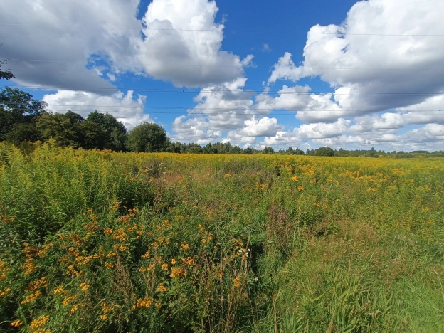Купить земельный участок в Калининграде. Вариант № 2831231, 4, площадь -  квм, цена 3500000 рублей