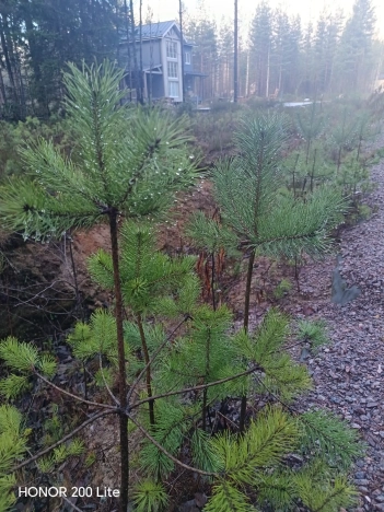 Купить земельный участок в Санкт-Петербурге. Вариант № 9221759, 2, площадь -  квм, цена 6000000 рублей