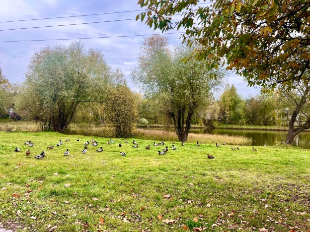 Купить квартиру на вторичке в Микрорайоне Полянка, посёлок Лесные Поляны в Московской области. Вариант № 6905622, 26, площадь -  квм, цена 9000000 рублей