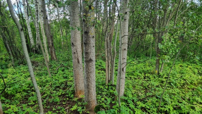 Купить земельный участок у метро Новомосковская в Москве. Вариант № 2120584, 7, площадь -  квм, цена 4800000 рублей