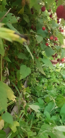 Купить земельный участок в Искитиме. Вариант № 37959, 12, площадь -  квм, цена 3300000 рублей