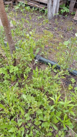 Купить дачу в Владимирской области. Вариант № 1588235, 24, площадь -  квм, цена 800000 рублей