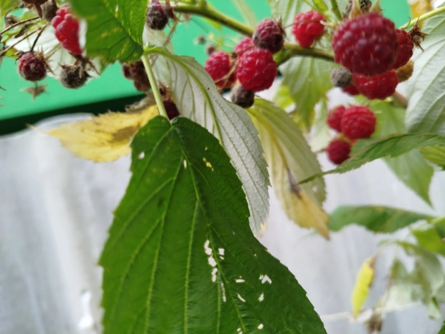 Купить однокомнатную квартиру в Светлогорске. Вариант № 25733, 25, площадь -  квм, цена 5990000 рублей