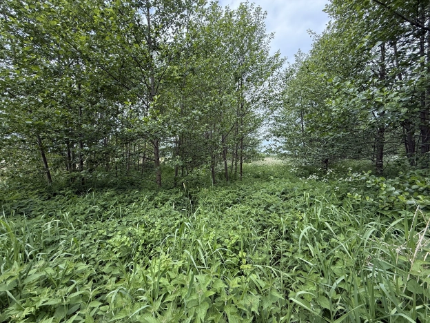 Купить земельный участок в Зеленоградске. Вариант № 46691, 2, площадь -  квм, цена 1700000 рублей