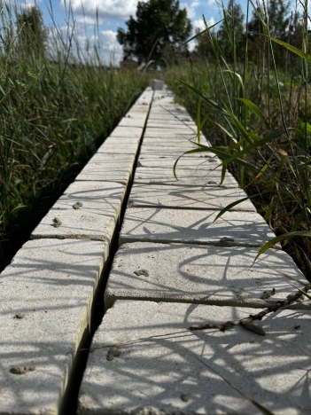 Купить земельный участок в Воронеже. Вариант № 60786, 5, площадь -  квм, цена 3700000 рублей