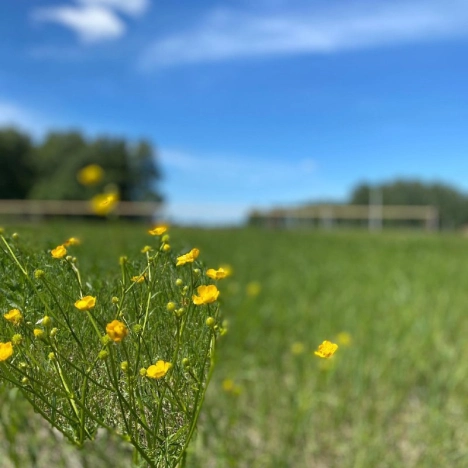 Купить земельный участок в Новосибирске. Вариант № 59833, 0, площадь -  квм, цена 550000 рублей