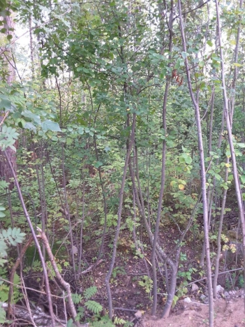 Купить земельный участок у метро Рыбацкое в Ленинградской области. Вариант № 6303, 8, площадь -  квм, цена 5999000 рублей