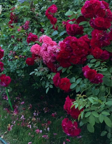 Купить дом в Москве. Вариант № 9199617, 33, площадь - квм, цена 10990000 рублей