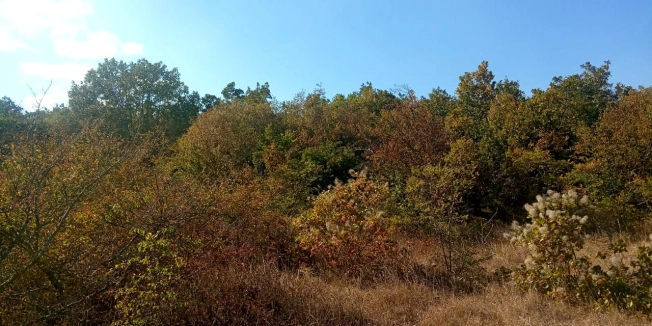 Купить земельный участок в Новороссийске. Вариант № 56961, 3, площадь -  квм, цена 15000000 рублей