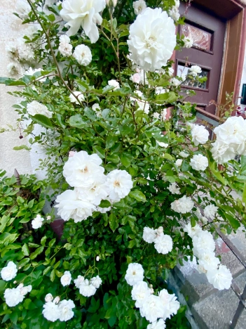 Купить четырехкомнатную квартиру в Калининграде. Вариант № 51662, 39, площадь -  квм, цена 10000000 рублей