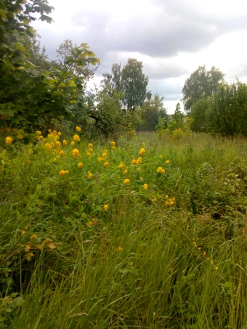 Купить земельный участок в Коврове. Вариант № 3012, 5, площадь -  квм, цена 310000 рублей
