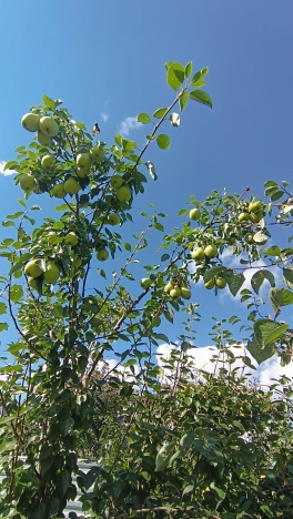 Купить дом в Микрорайоне Восточный, Тобольск в Тобольске. Вариант № 22430, 24, площадь -  квм, цена 15000000 рублей