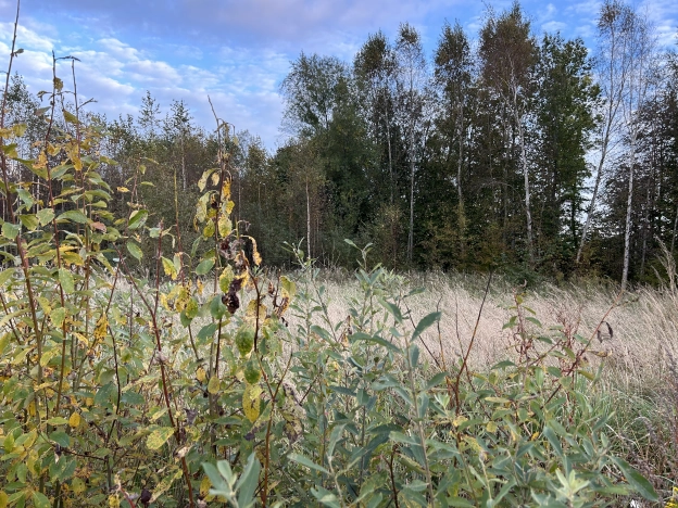 Купить земельный участок в Калининграде. Вариант № 7496964, 2, площадь -  квм, цена 480000 рублей