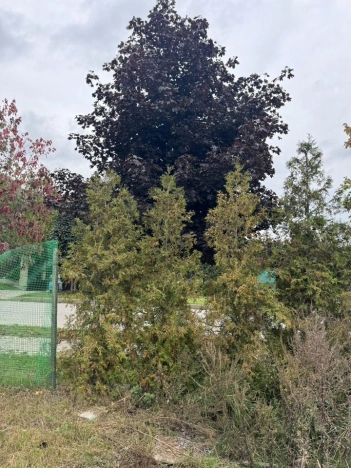 Купить дом в Всеволожске. Вариант № 1040657, 13, площадь -  квм, цена 17500000 рублей