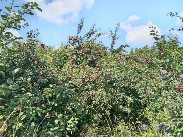 Купить земельный участок в Тюменской области. Вариант № 6896537, 5, площадь -  квм, цена 700000 рублей
