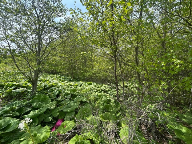 Купить земельный участок в Южно-Сахалинске. Вариант № 41507, 6, площадь -  квм, цена 400000 рублей