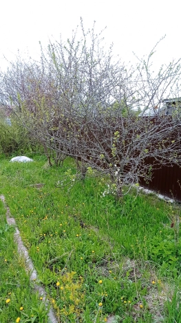 Купить дачу в Владимирской области. Вариант № 1588235, 5, площадь -  квм, цена 800000 рублей