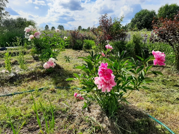 Купить земельный участок в Гусь-Хрустальном. Вариант № 7099, 5, площадь -  квм, цена 2700000 рублей