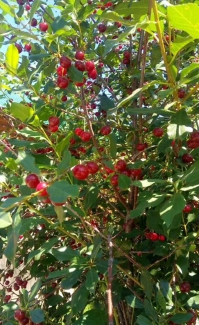 Купить дом на улице Садовая в Алтайском крае. Вариант № 47811, 6, площадь -  квм, цена 4600000 рублей