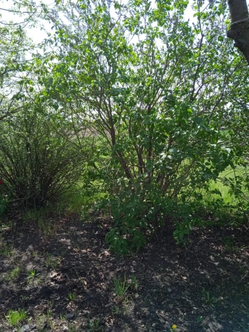 Купить дом на улице Советский переулок в Воронежской области. Вариант № 37179, 28, площадь -  квм, цена 2300000 рублей