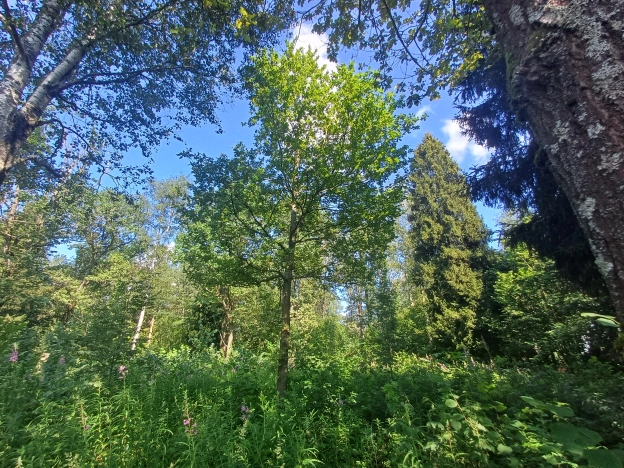 Купить земельный участок в Москве. Вариант № 57814, 7, площадь -  квм, цена 2900000 рублей