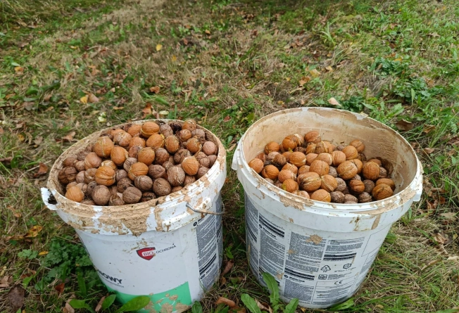 Купить дом в Зеленоградске. Вариант № 10002, 43, площадь - квм, цена 12500000 рублей