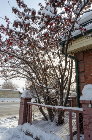 Купить дом в Новосибирске. Вариант № 9655371, 29, площадь -  квм, цена 4800000 рублей