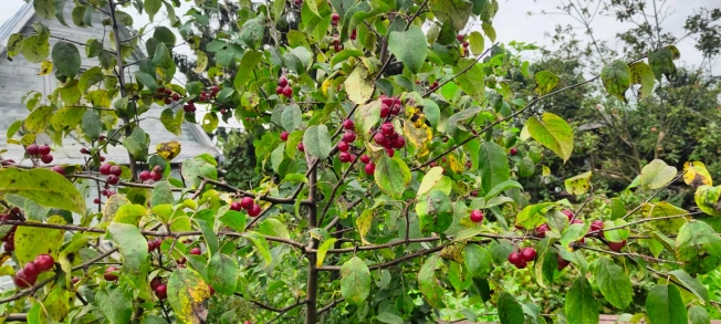 Купить дачу в Ярославской области. Вариант № 35377, 28, площадь -  квм, цена 2700000 рублей