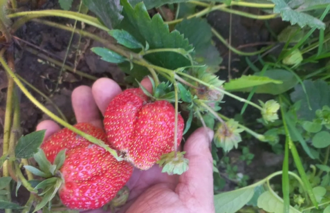 Купить дом в районе Калининский в Новосибирске. Вариант № 57828, 7, площадь -  квм, цена 2100000 рублей