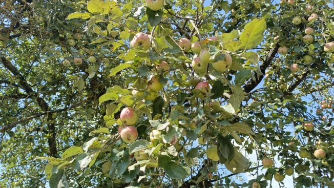 Купить дачу у метро Фабричная в Московской области. Вариант № 2831235, 33, площадь -  квм, цена 780000 рублей