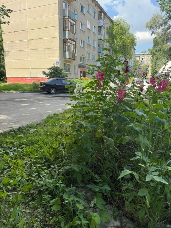 . Вариант № 60729, 18, площадь - 30 квм, цена 2800000 рублей