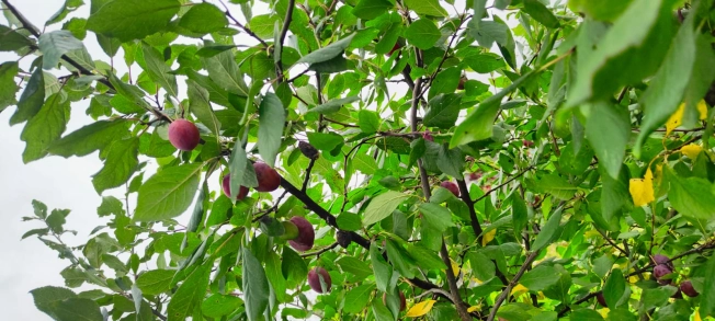 Купить дачу в Ярославской области. Вариант № 35377, 29, площадь -  квм, цена 2700000 рублей