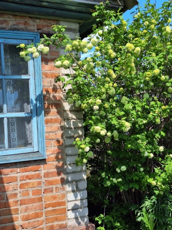 Купить дачу в Алтайском крае. Вариант № 36526, 6, площадь -  квм, цена 220000 рублей