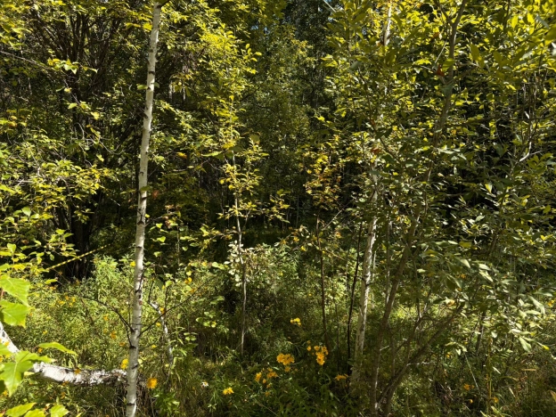 Купить земельный участок в Тобольске. Вариант № 1750903, 1, площадь -  квм, цена 2000000 рублей