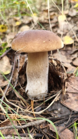 Купить земельный участок в Ивановской области. Вариант № 10285854, 8, площадь -  квм, цена 320000 рублей